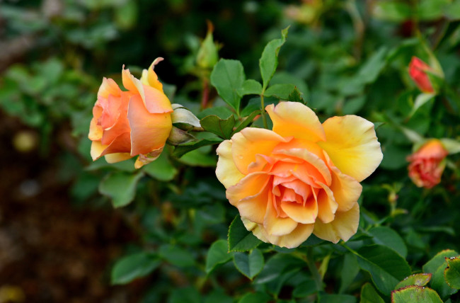 Обои картинки фото цветы, розы, оранжевый