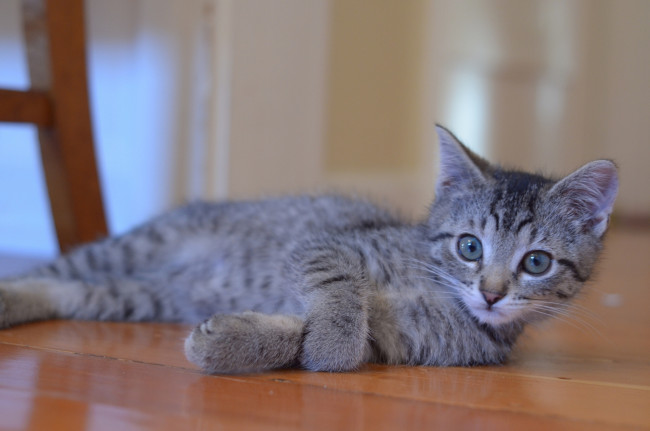 Обои картинки фото животные, коты, котёнок