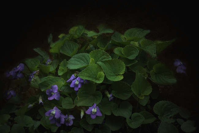 Обои картинки фото цветы, фиалки, лесная, фиалка