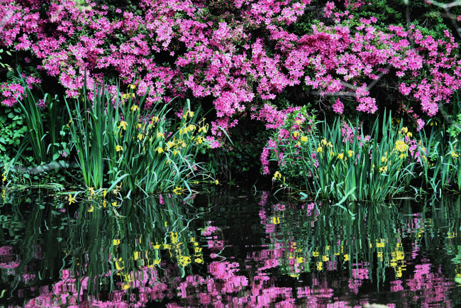 Обои картинки фото цветы, разные, вместе, ирисы, азалии, вода