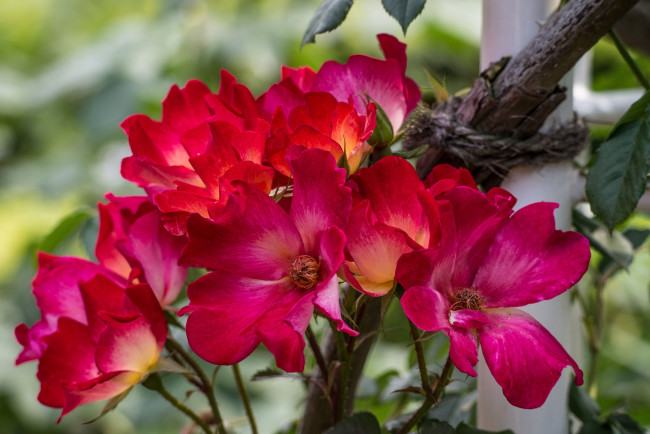 Обои картинки фото цветы, розы, лепестки