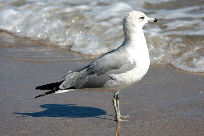 Обои картинки фото животные, Чайки, бакланы, крачки, прибой, берег, чайка, птица