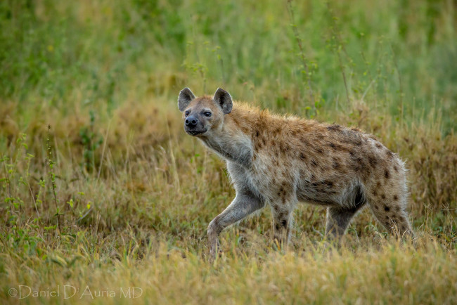 Обои картинки фото животные, гиены, гиеновые, собаки, хищник