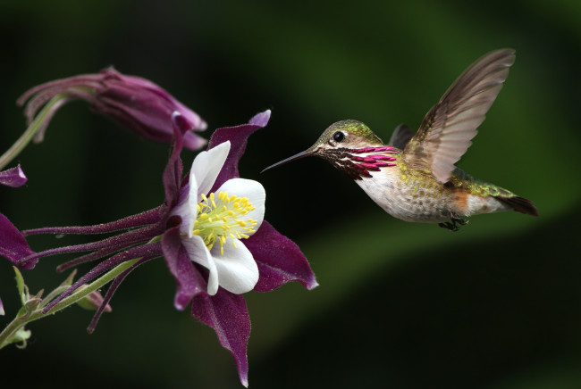 Обои картинки фото животные, колибри, крылья, полет, кроха, аквилегия