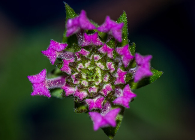 Обои картинки фото цветы, лепестки