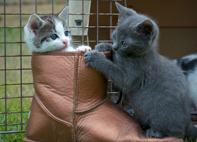 Обои картинки фото животные, коты, кот, в, сапогах