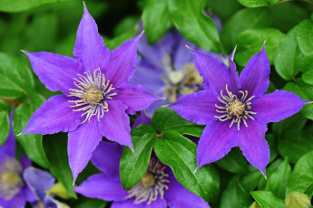 Картинка цветы клематис+ ломонос клематис фиолетовый