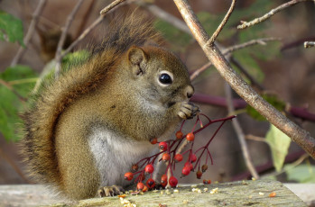 Картинка животные белки белка ягоды хвост малыш зверек