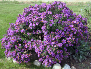 Картинка астры цветы