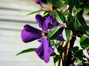 Картинка цветы клематис+ ломонос лиловый