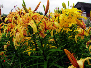 Картинка цветы лилии +лилейники крапинки