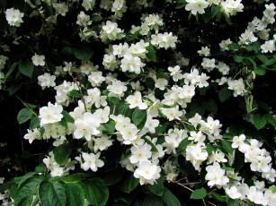 Картинка цветы жасмин белый