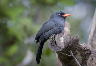 Картинка животные птицы птичка