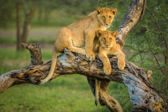 Картинка животные львы парочка львята коряга
