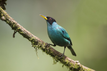 Картинка животные птицы птичка