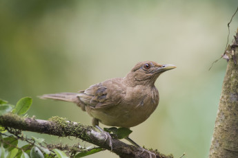 Картинка животные птицы птичка