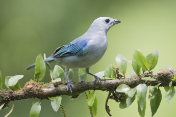 Картинка животные птицы птичка