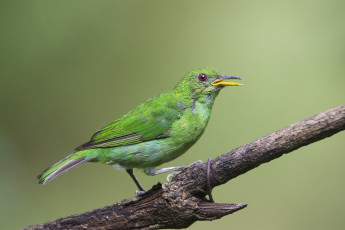 Картинка животные птицы птичка