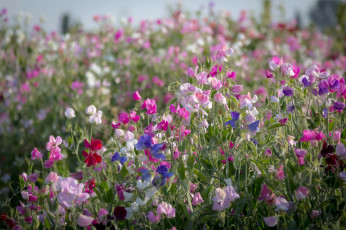 обоя цветы, душистый горошек, душистый, горошек, луг, розовый