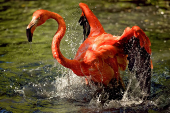 Картинка животные фламинго