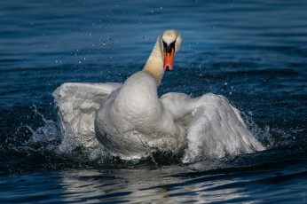 Картинка животные лебеди птичка