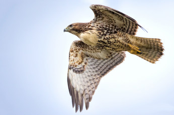 Картинка животные птицы+-+хищники птичка