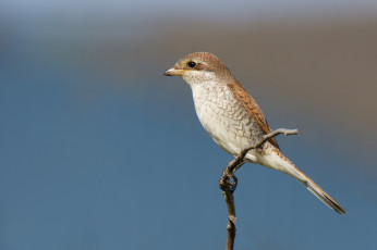 Картинка животные птицы птичка