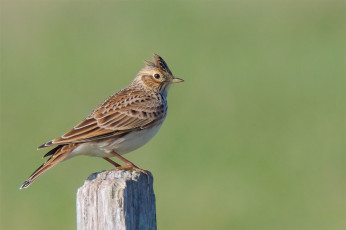 Картинка животные птицы птичка