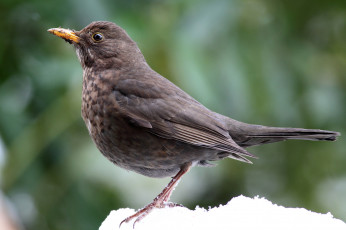 Картинка животные птицы птичка