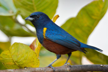 Картинка животные птицы птичка