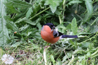 Картинка животные снегири птичка
