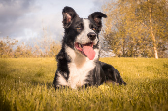 Картинка животные собаки песик