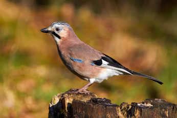 Картинка животные сойки птичка