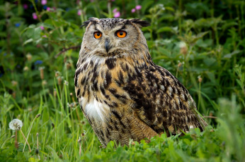 Картинка животные совы птичка