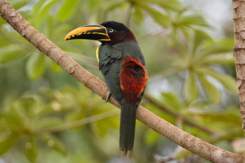 Картинка животные туканы птичка