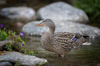 Картинка животные утки птичка