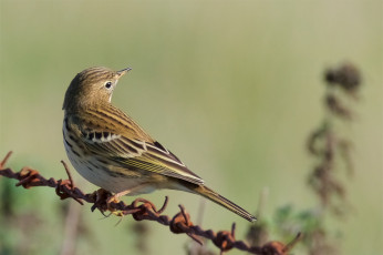 Картинка животные воробьи птичка