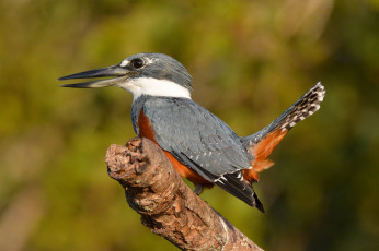 Картинка животные зимородки птичка