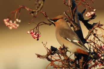 Картинка животные птицы птичка