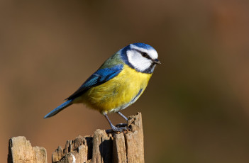 Картинка животные синицы +лазоревки птичка