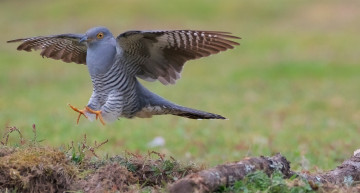 Картинка животные птицы птичка