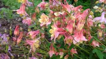 Картинка цветы аквилегия+ водосбор