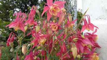 Картинка цветы аквилегия+ водосбор