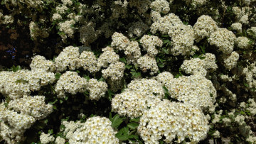 Картинка цветы цветущие+деревья+ +кустарники белые