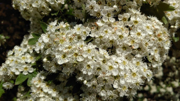 Картинка цветы цветущие+деревья+ +кустарники белые