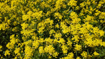 Картинка цветы луговые+ полевые +цветы жёлтые