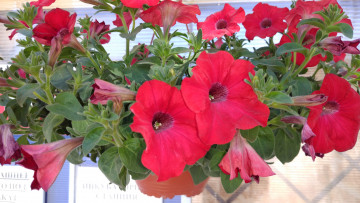 Картинка цветы петунии +калибрахоа красные