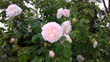 Картинка цветы розы