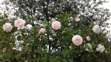 Картинка цветы розы