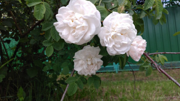 Картинка цветы розы